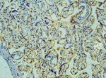 DCK Antibody in Immunohistochemistry (Frozen) (IHC (F))