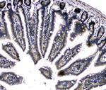 DCK Antibody in Immunohistochemistry (Paraffin) (IHC (P))