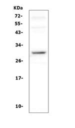 DCK Antibody in Western Blot (WB)