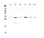 DCK Antibody in Western Blot (WB)