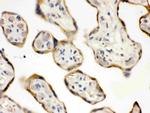 DDAH2 Antibody in Immunohistochemistry (Paraffin) (IHC (P))