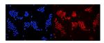 DDB1 Antibody in Immunocytochemistry (ICC/IF)