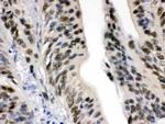 DDB1 Antibody in Immunohistochemistry (Paraffin) (IHC (P))