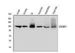 DDB1 Antibody in Western Blot (WB)