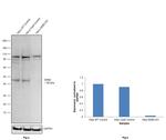 DDB2 Antibody in Western Blot (WB)