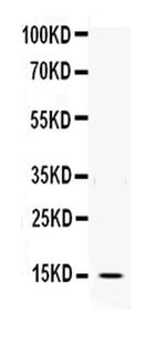 DDT Antibody in Western Blot (WB)