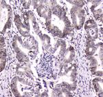 DGCR8 Antibody in Immunohistochemistry (Paraffin) (IHC (P))