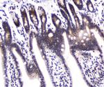 DGCR8 Antibody in Immunohistochemistry (Paraffin) (IHC (P))