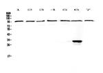 DGCR8 Antibody in Western Blot (WB)