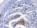 DHODH Antibody in Immunohistochemistry (Paraffin) (IHC (P))