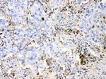 DHODH Antibody in Immunohistochemistry (Paraffin) (IHC (P))