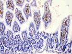 DHODH Antibody in Immunohistochemistry (Paraffin) (IHC (P))