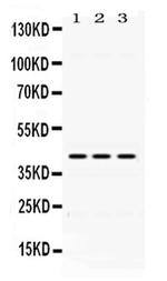 DHODH Antibody in Western Blot (WB)