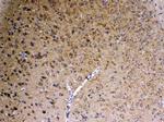 SAP102 Antibody in Immunohistochemistry (Paraffin) (IHC (P))