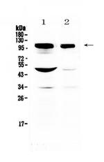 SAP102 Antibody in Western Blot (WB)