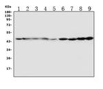 HDJ2 Antibody in Western Blot (WB)