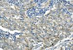 Desmoglein 2 (DSG2) Antibody in Immunohistochemistry (Paraffin) (IHC (P))