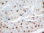 DUT Antibody in Immunohistochemistry (Paraffin) (IHC (P))