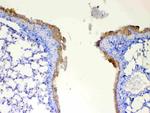 DYNLT1 Antibody in Immunohistochemistry (Paraffin) (IHC (P))