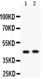 E2F4 Antibody in Western Blot (WB)