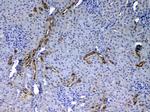 EGF Antibody in Immunohistochemistry (Paraffin) (IHC (P))