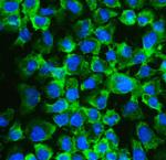 eIF4A2 Antibody in Immunocytochemistry (ICC/IF)