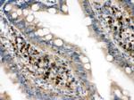 eIF4A2 Antibody in Immunohistochemistry (Paraffin) (IHC (P))