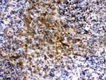 eIF4A2 Antibody in Immunohistochemistry (Paraffin) (IHC (P))