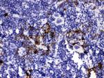 Neutrophil elastase Antibody in Western Blot (WB)