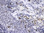 Neutrophil elastase Antibody in Western Blot (WB)