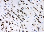 HuD Antibody in Immunohistochemistry (Paraffin) (IHC (P))