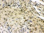 HuD Antibody in Immunohistochemistry (Paraffin) (IHC (P))