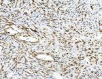 Emerin Antibody in Immunohistochemistry (Paraffin) (IHC (P))