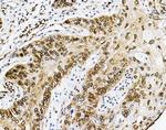 Emerin Antibody in Immunohistochemistry (Paraffin) (IHC (P))