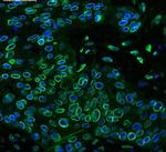 Emerin Antibody in Immunohistochemistry (Paraffin) (IHC (P))