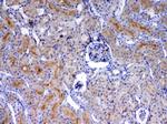 CD105 (Endoglin) Antibody in Immunohistochemistry (Paraffin) (IHC (P))