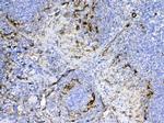 CD105 (Endoglin) Antibody in Immunohistochemistry (Paraffin) (IHC (P))