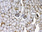 CD105 (Endoglin) Antibody in Immunohistochemistry (Paraffin) (IHC (P))