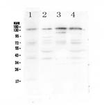 EPS15 Antibody in Western Blot (WB)