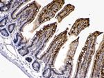 FABP2 Antibody in Immunohistochemistry (Paraffin) (IHC (P))