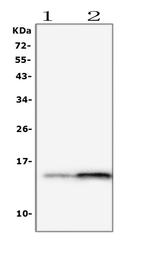 FABP2 Antibody in Western Blot (WB)