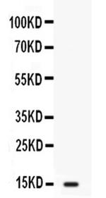 FABP2 Antibody in Western Blot (WB)