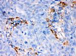 FCGRT Antibody in Immunohistochemistry (Paraffin) (IHC (P))