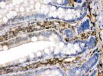 FGF1 Antibody in Immunohistochemistry (Paraffin) (IHC (P))