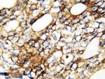 FGF1 Antibody in Immunohistochemistry (Paraffin) (IHC (P))