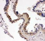 FGF8 Antibody in Immunohistochemistry (Paraffin) (IHC (P))