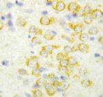 FGF9 Antibody in Immunohistochemistry (Paraffin) (IHC (P))