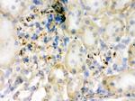 Flotillin 2 Antibody in Immunohistochemistry (Frozen) (IHC (F))