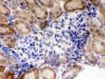 Flotillin 2 Antibody in Immunohistochemistry (Frozen) (IHC (F))