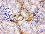 Flotillin 2 Antibody in Immunohistochemistry (Paraffin) (IHC (P))